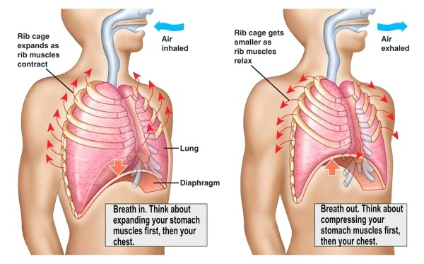 Diagram of how to use your diaphragm.